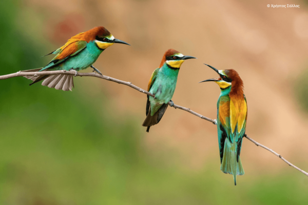 Η ομορφιά των ελληνικών περιοχών Natura 2000 σε 40 εντυπωσιακές φωτογραφίες