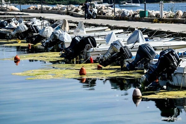 «Πράσινη παλίρροια» στο λιμάνι της Πρέβεζας- Πώς εξηγείται το φαινόμενο