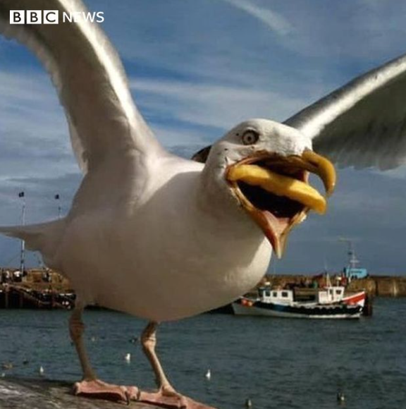 Google buys photographer's shot of seagull eating a chip