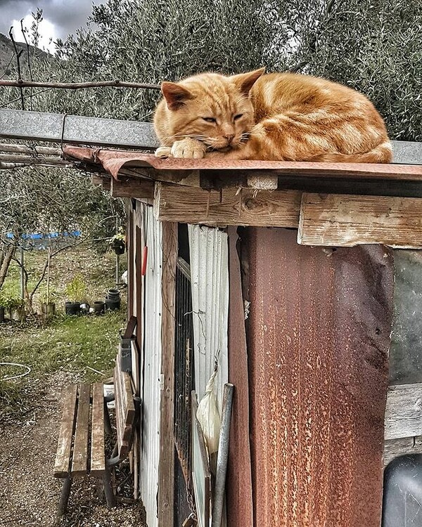 10 νέες φωτογραφίες απ' τα τέλεια ζώα των αναγνωστών μας #694