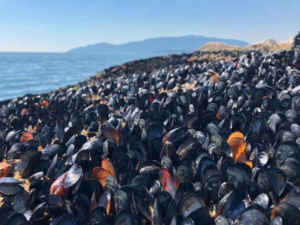 «Θερμικό θόλος» πιθανόν να έκαψε πάνω από 1 δισ. θαλάσσιων ζώων στις καναδικές ακτές