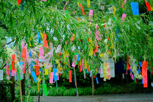 wish tree