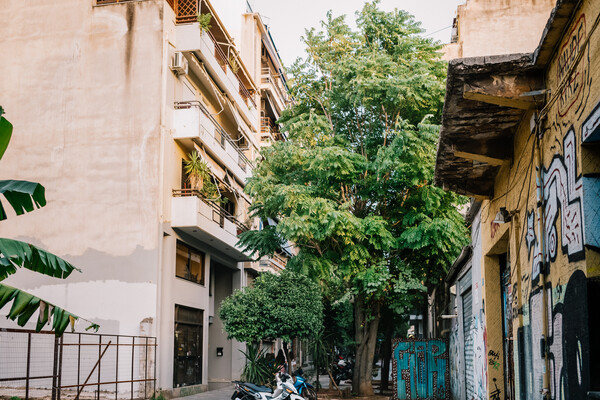 Η βρομοκαρυδιά, ένας καταληψίας που ξεκίνησε από τον Εθνικό Κήπο και απειλεί την χλωρίδα της Αθήνας