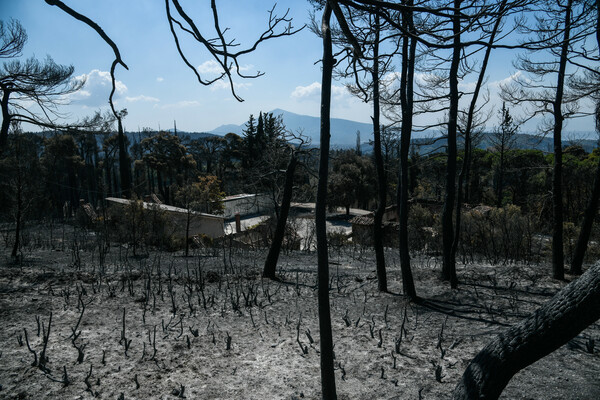 Τατόι: Ό,τι άφησε πίσω της η φωτιά - Φωτορεπορτάζ στα πρώην βασιλικά κτήματα 