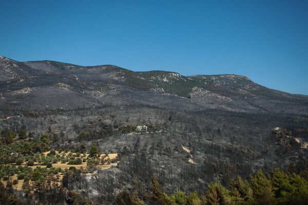 Το δάσος δεν είναι εδώ πια: Οδοιπορικό στο καμένο τμήμα της Πάρνηθας