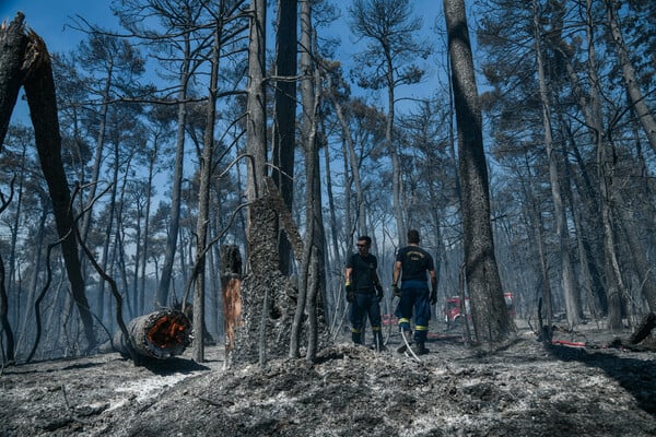 "Το Τατόι δεν είναι ένα παλάτι, είναι η καρδιά του Εθνικού Δρυμού και ανήκει σε όλους μας".