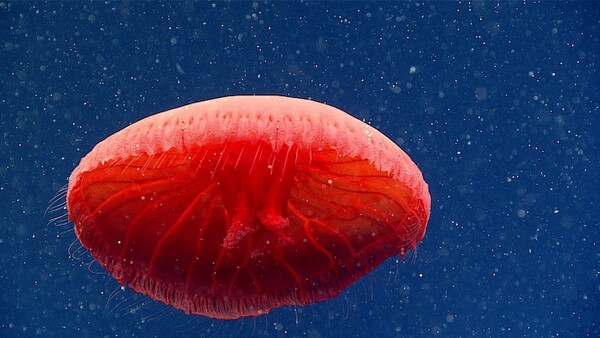 Stunning New Red Jellyfish Species Photographed in the Deep Sea