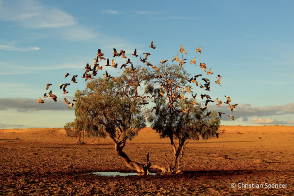 Australian Geographic nature photographer of the year 2021 – in pictures