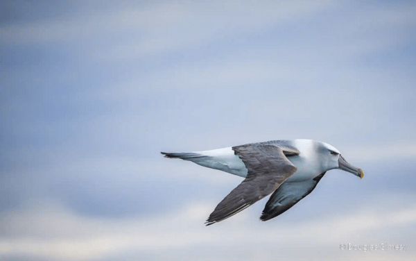 Australian Geographic nature photographer of the year 2021 – in pictures