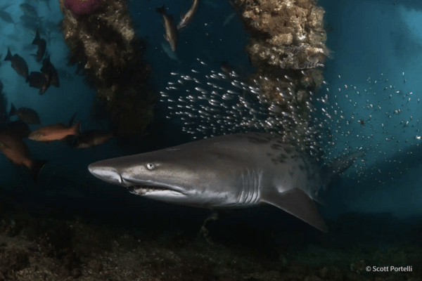 Australian Geographic nature photographer of the year 2021 – in pictures