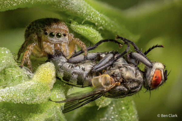 Australian Geographic nature photographer of the year 2021 – in pictures