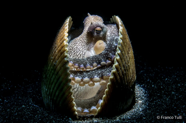 Australian Geographic nature photographer of the year 2021 – in pictures