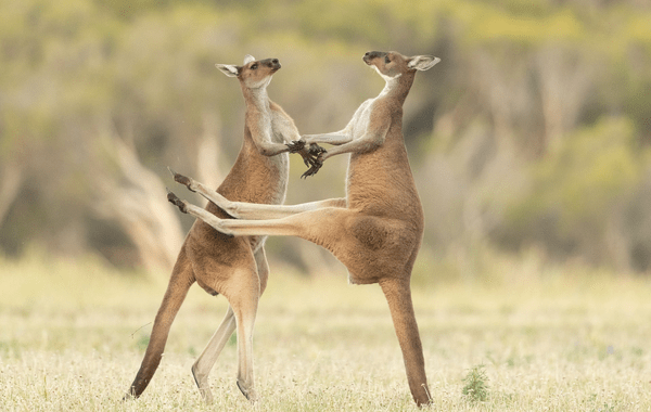 Comedy Wildlife Photography Awards: Όταν η φύση έχει κέφια