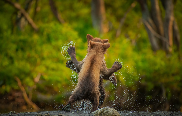 Comedy Wildlife Photography Awards: Όταν η φύση έχει κέφια