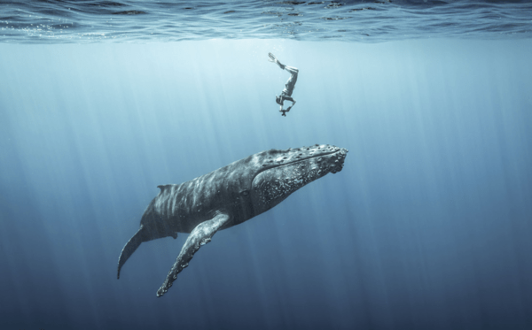 Ocean Photography Awards 2021 