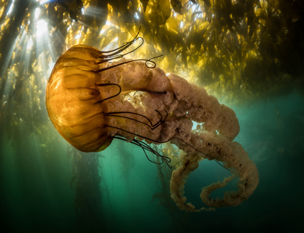 Ocean Photography Awards 2021 