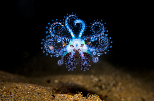 Ocean Photography Awards 2021 