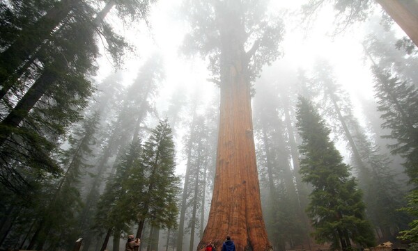 World’s largest tree wrapped in fire-resistant blanket as California blaze creeps closer