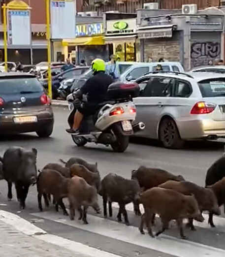 «Οικογένεια» με 12 αγριογούρουνα έκανε βόλτα στους δρόμους της Ρώμης [ΒΙΝΤΕΟ]