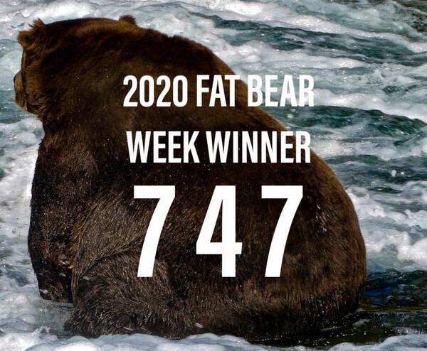 «Fat Bear Week»: Οι Αμερικανοί ψηφίζουν την πιο «πλούσια τα ελέη» αρκούδα - Σε ένα «τουρνουά υγείας πριν τη χειμερία νάρκη» 