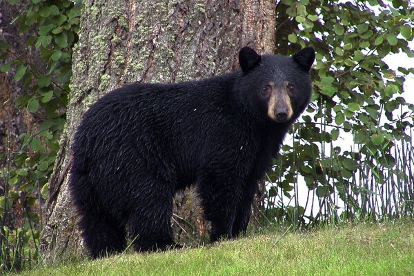 ‘Roar, roar, roar!’ Japan rolls out rock music against bear attacks