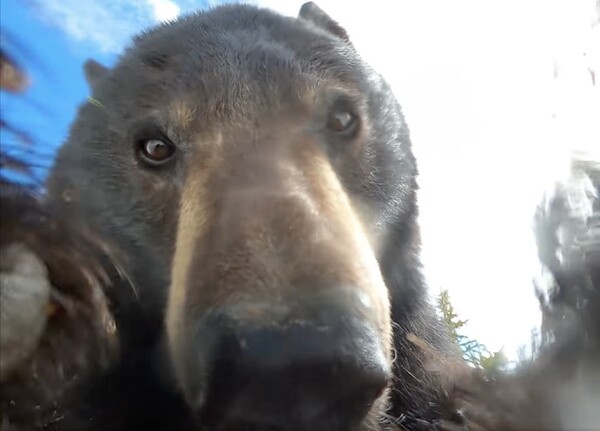 Hunter Finds Lost GoPro Camera Full of Footage Shot by a Curious Bear