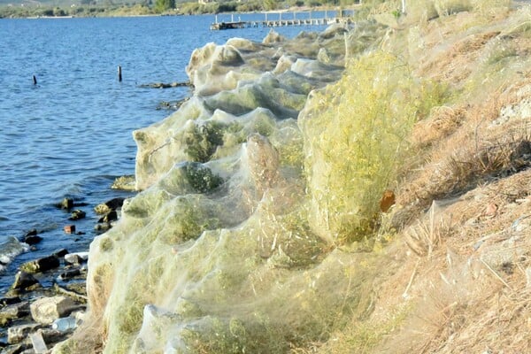 Ένα τεράστιο «πέπλο» αραχνών κάλυψε (ξανά) το Αιτωλικό - Φωτογραφίες