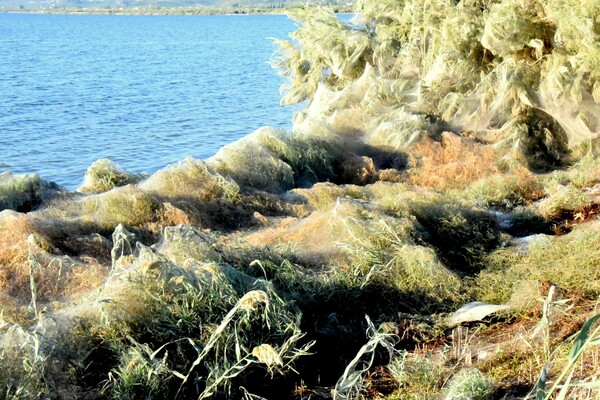 Ένα τεράστιο «πέπλο» αραχνών κάλυψε (ξανά) το Αιτωλικό - Φωτογραφίες