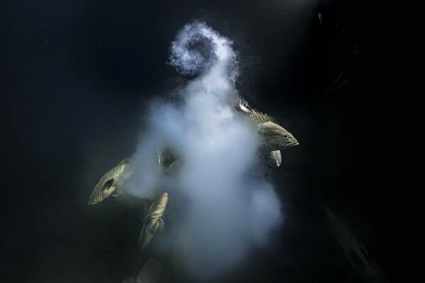 Φωτογράφος Άγριας Φύσης της χρονιάς ο Λοράν Μπαλεστά - Για τη φωτογραφία του με το «εκρηκτικό σεξ» ψαριών 