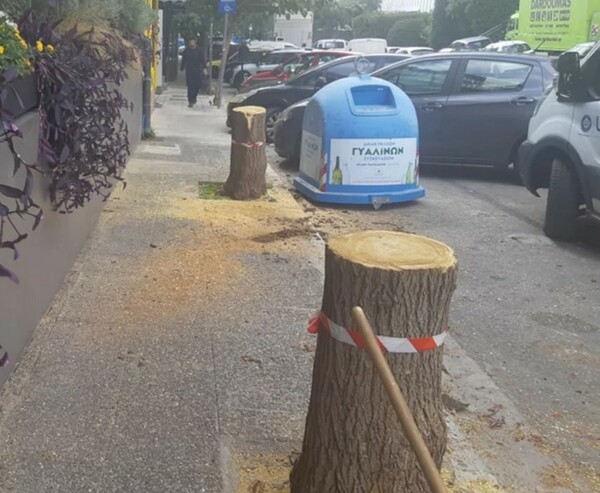 Το ξυλοφάγο έντομο που απειλεί τις μουριές της Αθήνας