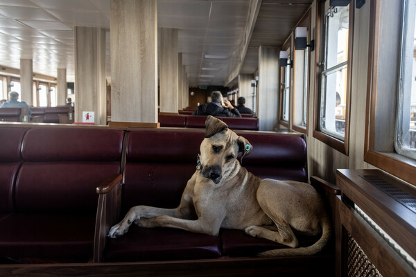 boji the istanbul dog