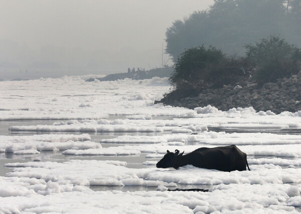 Toxic foam coats sacred river in India as Hindu devotees bathe in its waters