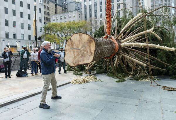 Home for the holidays: Rockefeller tree arrives in NYC