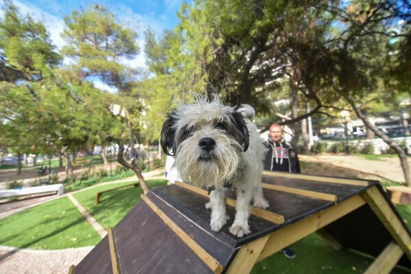 Δύο πάρκα αποκλειστικά για σκύλους στην Αθήνα