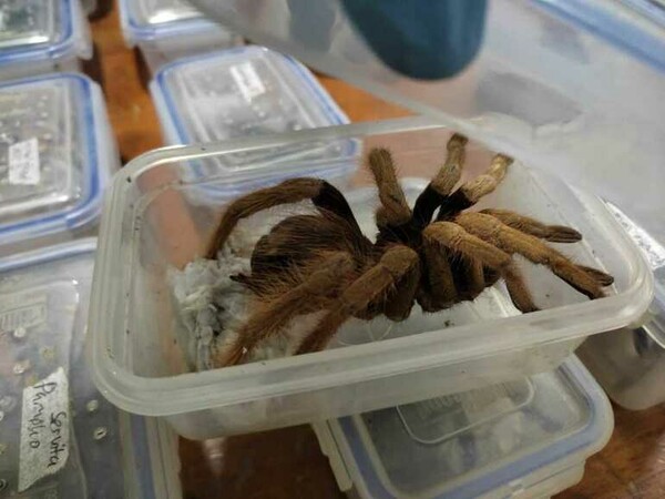 Colombia seizes hundreds of tarantulas and insects bound for Germany