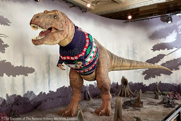 T.rex gets Christmas jumper at Natural History Museum in London