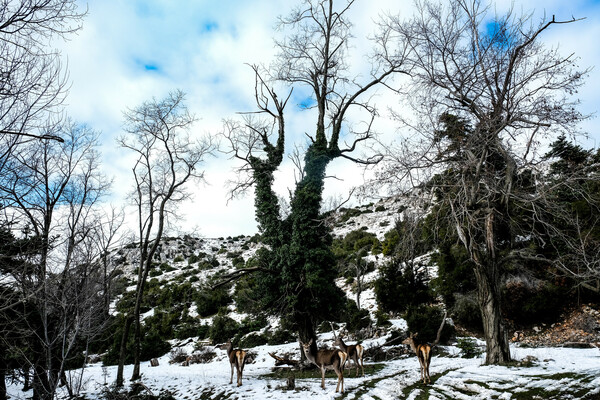 Κατάλευκη Πάρνηθα: Χιόνισε και τα ελάφια βγήκαν στους δρόμους