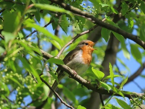 Bird songs bump stars off Australian music chart