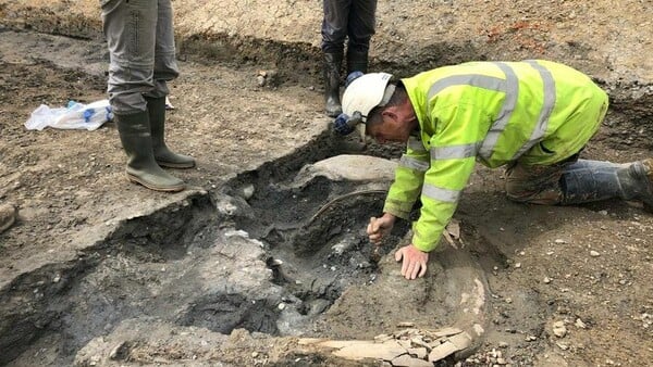 Five ice-age mammoths unearthed in Cotswolds after 220,000 years