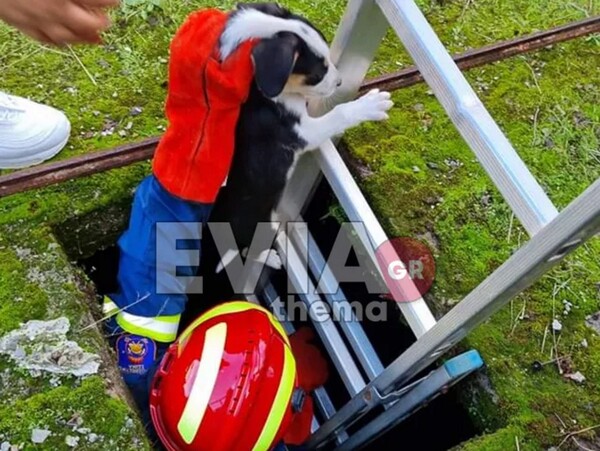 Εύβοια: Εθελοντές πυροσβέστες έδωσαν δύο κουτάβια που έπεσαν σε βόθρο