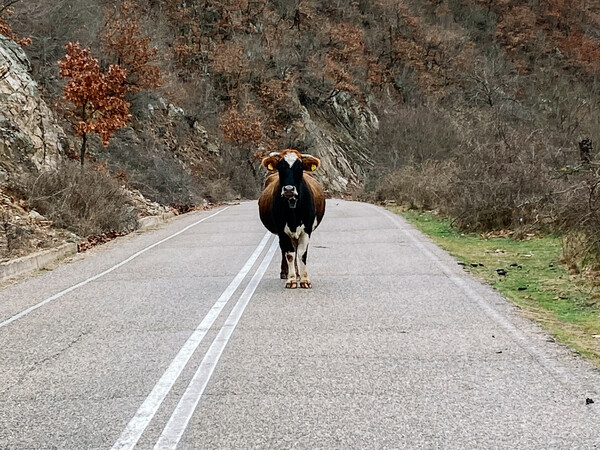 Κλιν ΠΟΜΑΚΟΙ