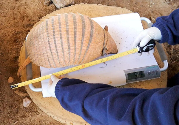 Overweight armadillos put on a post-Christmas diet