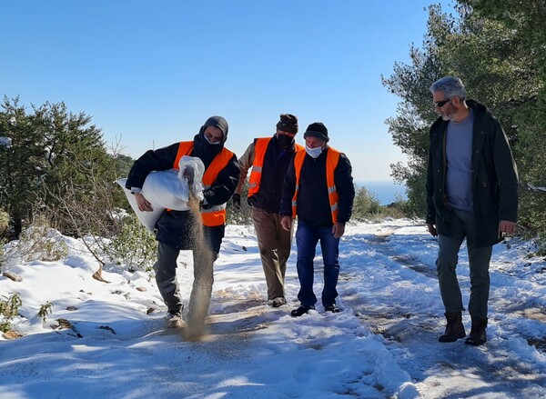 Κακοκαιρία Ελπίς: Ρίψεις τροφών για τα ζώα στο όρος Αιγάλεω 