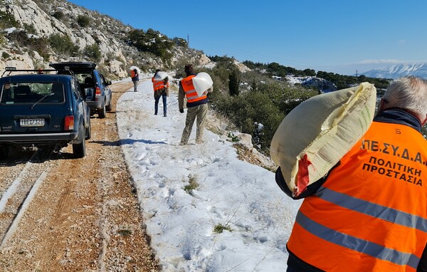 Κακοκαιρία Ελπίς: Ρίψεις τροφών για τα ζώα στο όρος Αιγάλεω 