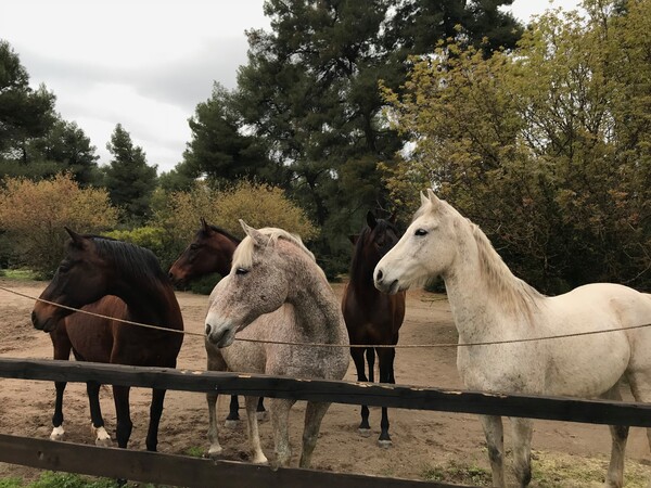 Rancheros: Η φάρμα στη Βόρεια Εύβοια που αποτελεί καταφύγιο για πληγωμένα άλογα από όλη την Ελλάδα