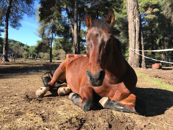 Rancheros: Η φάρμα στη Βόρεια Εύβοια που αποτελεί καταφύγιο για πληγωμένα άλογα από όλη την Ελλάδα