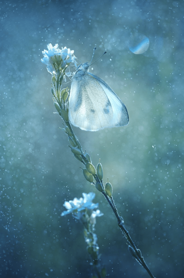 Garden Photographer of the Year