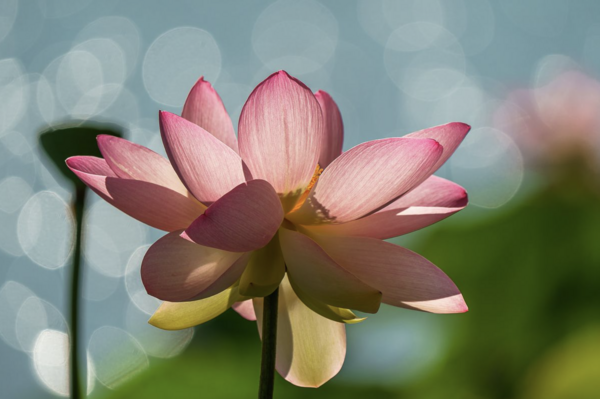 Garden Photographer of the Year