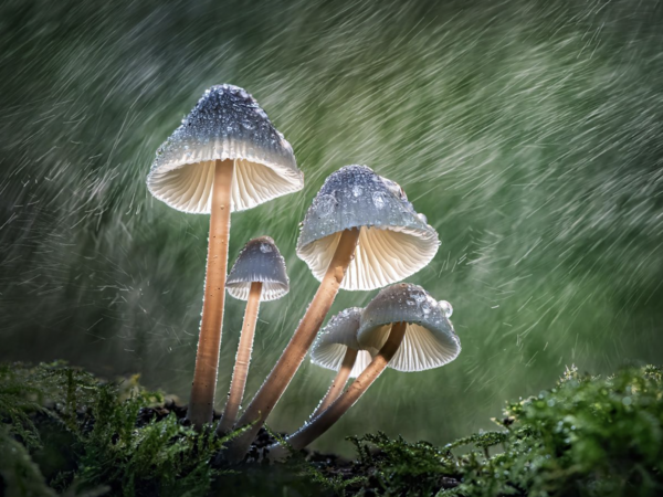 Garden Photographer of the Year