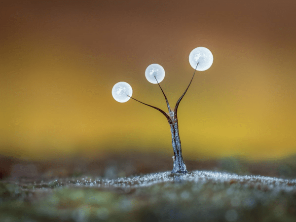 Garden Photographer of the Year